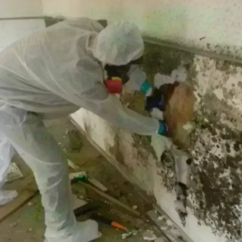 Mold Remediation and Removal in Midland, MI